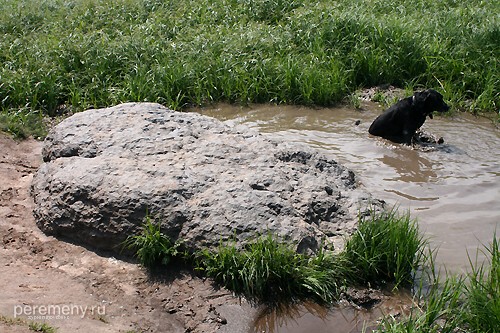 Синий камень на берегу Плещеева озера, связанный с ИМО. Фото Олега Давыдова