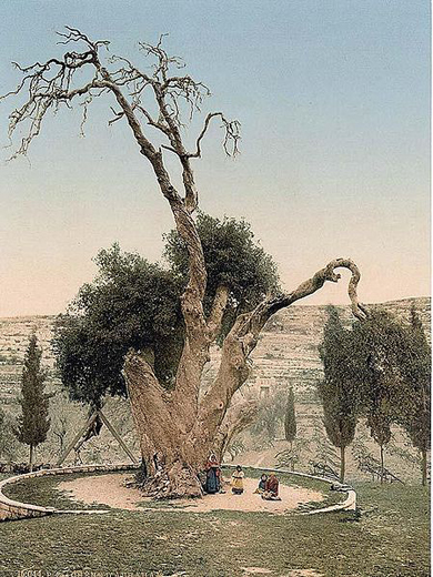 Мамври́йский дуб, последнее дерево, оставшееся  от дубравы Мамре. Возраст дерево около 5 000 лет. Находится на территории русского монастыря Святой Троицы, в 3 км северо-западнее пещеры Махпела, в Хевроне, на Западном берегу реки Иордан, в Палестинской автономии