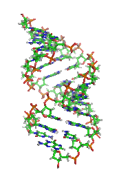 Фрагмент молекулы ДНК