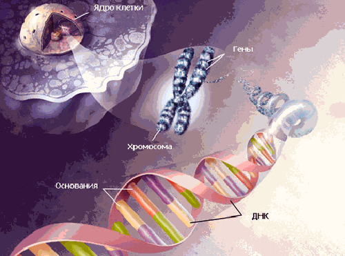Место ДНК в организме