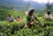 Шри-Ланка, зеленый чай, Цейлон