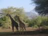 Танзания, животные, животные Танзания, флора и фауна Танзании, племена Танзании