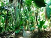 Vallee De Mai Forest_Raymond Sahuquet